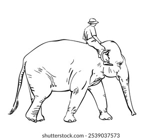 Man riding elephant, Hand drawn illustration isolated, Vector sketch of walking elephant with man on the back