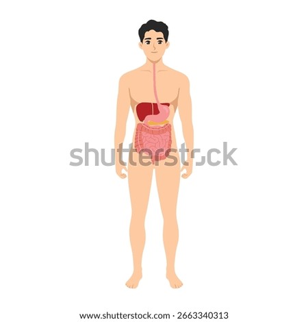 Man showing internal digestive organs including the esophagus, liver, stomach, intestines. Flat Vector character illustration