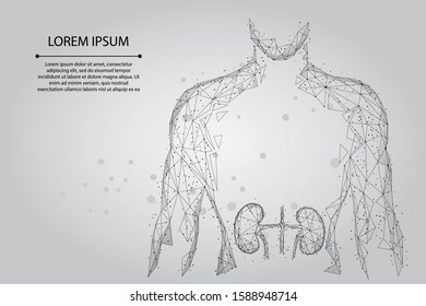 Man silhouette healthy kidneys low poly wireframe. Urology system medicine treatment low poly vector illustration