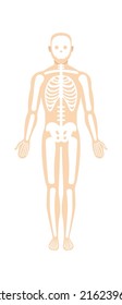 Man Skeletal System Anatomy Vector Illustration Stock Vector (Royalty ...