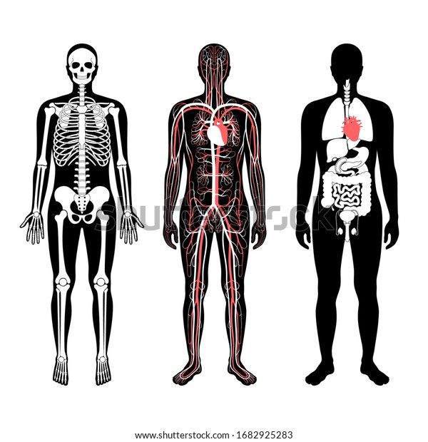 Esqueleto Humano órganos Internos Anatomía Del Sistema Circulatorio Estructura Anatómica De 9531