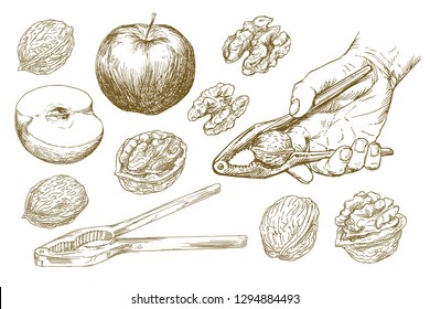 A man squeezes a walnut with a nut cracker. Walnut set with apple.