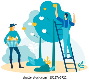 Man Stands on Ladder Plucks Apples and Puts in Woman Basket. Vector Illustration. People at Garden. Natural Products. Farm Product. Farm Business. Man and Woman Working Together in Garden.