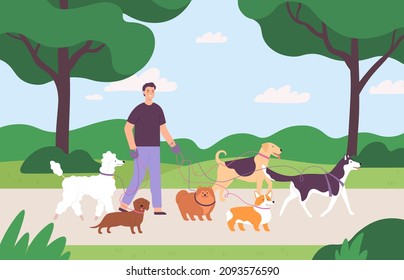 Man volunteer character walking with many dogs on leash at park. Dog sitter job outdoor. Flat dogs walk service or pet care vector concept. Illustration of character people with dogs