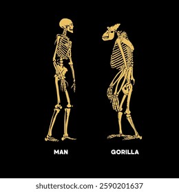 Man vs gorilla skeleton vector.