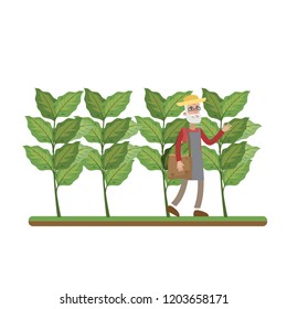 Man Walking In The Tobacco Farm Around Green Plant And Harvest. Tobacco Plantation And Cultivation. Isolated Flat Vector Illustration