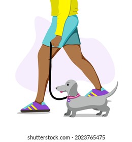 Man walks dog. Dachshund on leash. flat vector illustration.