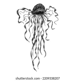 man of war jellyfish drawing