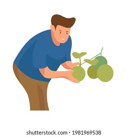 A man wearing blue t-shirt harvesting ripe melons. Agriculture and horticulture flat illustrations. Harvesting fruits.