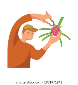 A man wearing a brown t-shirt and a cap harvesting ripe dragon fruit. A man cutting the dragon fruit's cactuses. Agriculture and horticulture flat illustrations. Harvesting fruits. 