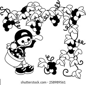 A man who is picking grapes.