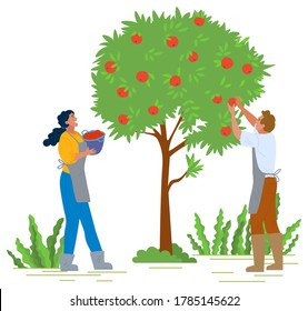 Man and woman in apron and rubber boots picking red apples in orchard. Gardener putting ripe fruits in basket, harvesting concept vector illustration. Pick apples concept. Flat cartoon