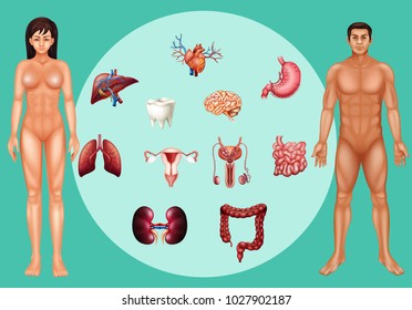 Man and woman with different organs on poster illustration