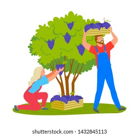 Man and woman gathering grapes on vineyard plantation isolated cartoon people. Vector viticulture and winemaking industry, male and female farmers gather crops