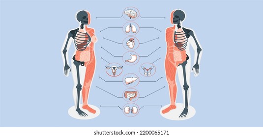 Man And Woman Internal Organs Infographic. Human Body Anatomy, Lungs, Kidneys, Heart, Brain, Liver, Male And Female Reproductive Illustration Set Anatomy Infographic. Anatomical Internal Organs.