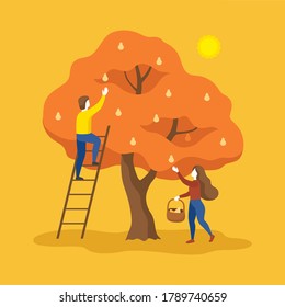 Man and woman pick fruits from pear tree. Seasonal work at autumn garden. Fall harvest, harvesting conceptual vector illustration.