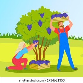 Man and woman are picking grapes from bushes on a vineyard plantation. Farmers collecting ripe grapes autumn harvest in wooden containers. Winery production. Working on a counrtyside, harvest time