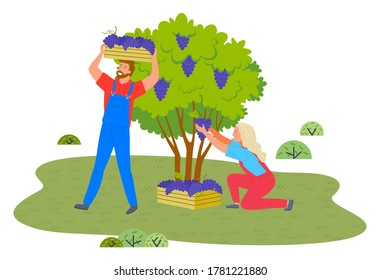 Man and woman are picking grapes from bushes on a vineyard plantation. Farmers collecting ripe grapes autumn harvest in wooden containers. Winery production. Working on a counrtyside, harvest time