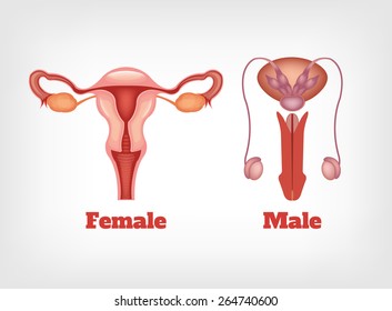 Man And Woman Reproductive System. Vector Icon Set