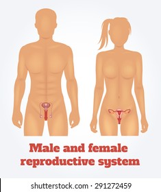 Man And Woman Reproductive System. Vector Illustration