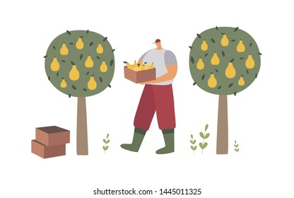 A man in work clothes and boots collects pears from trees. Agricultural work in the orchard. A farmer with the fruits of his labor. Ecotourism. Trendy flat vector illustration.