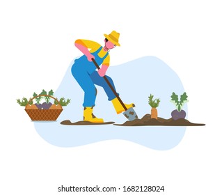 Man is working in a garden planting or harvesting carrots and yams Vector flat design illustration