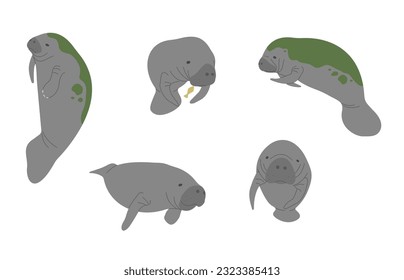 Manatee 1 cute on a white background, vector illustration