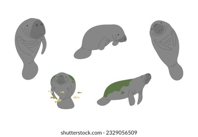 Manatee 2 lindo en fondo blanco, ilustración vectorial