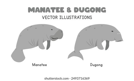 Manatee and dugong comparison vector illustrations. Dugong vs manatee cartoon clipart set in flat style. Wild animals, sea animals concept