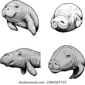 Manatee head icon collection illustration vector