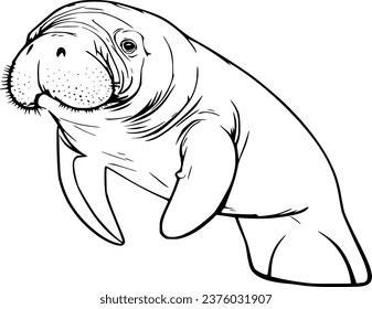 Manatee Realistic Animal Hand Drawn Illustration Vector For Coloring Book svg