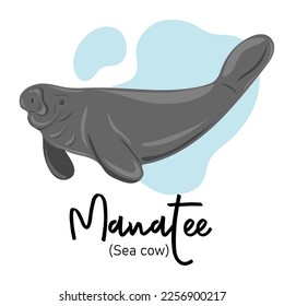 Manatee. Sea cow swimming underwater. Marine dweller. Concept of sea and ocean life. Vector illustration