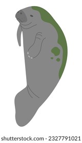 Manatee Single 13 cute on a white background, vector illustration