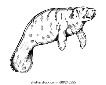 Manatee water animal engraving vector illustration. Scratch board style imitation. Hand drawn image. svg
