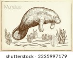 Manatee water animal sketch vector illustration. Manatee or sea cow. Hand drawn. 