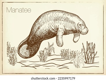 Manatee water animal sketch vector illustration. Manatee or sea cow. Hand drawn.  svg