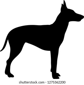 Manchester Terrier Dog Silhouette Real In Black