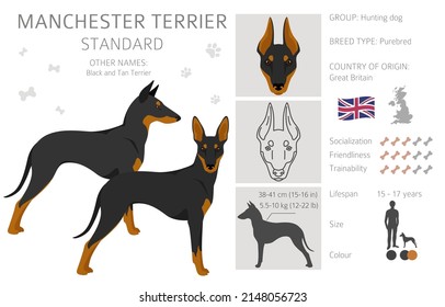 Manchester terrier standard clipart. Different poses, coat colors set.  Vector illustration