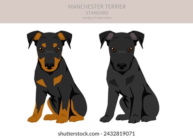 Manchester terrier standard puppy clipart. Different poses, coat colors set.  Vector illustration