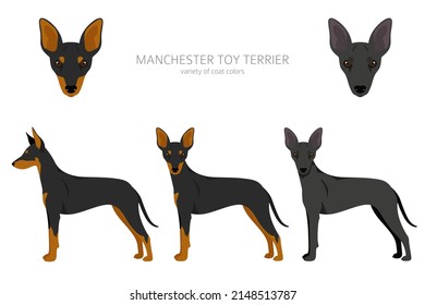 Manchester toy terrier clipart. Different poses, coat colors set.  Vector illustration