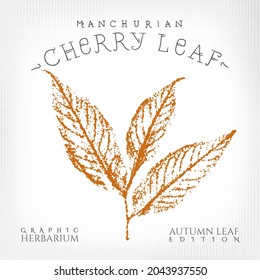 Manchurian Cherry Leaf with Authentic Logo Lettering Vintage Print Style Illustration from Autumn Leaf Edition of Graphic Herbarium - Black and Rusty on Grunge Background - Vector Stamp Graphic Design