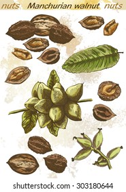 Manchurian walnut set of color sketches on an abstract background