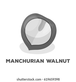 Manchurian walnut.Different kinds of nuts single icon in monochrome style vector symbol stock illustration.