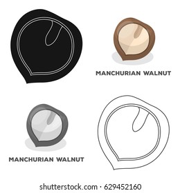 Manchurian walnut.Different kinds of nuts single icon in cartoon style vector symbol stock illustration.