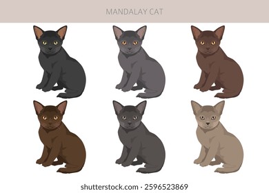 Mandalay Cat clipart. All coat colors set.  All cat breeds characteristics infographic. Vector illustration