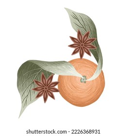 Mandarin with anise flowers, vector art