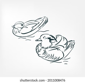 Mandarin-Vogelente, Vektorgrafik japanischer chinesischer Ink-Line-Skizze