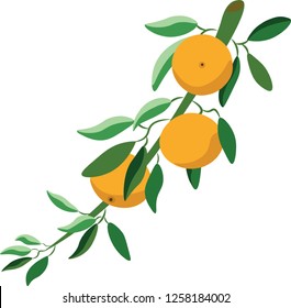 mandarin botanical fashion vector illustration