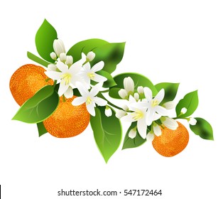 Mandarin branch (Citrus reticulata, mandarin orange, robson) with fruits. Hand drawn vector illustration on white background.