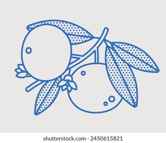 Mandarin branch with fruits. Line art, retro. Plants and herbs for cosmetics.